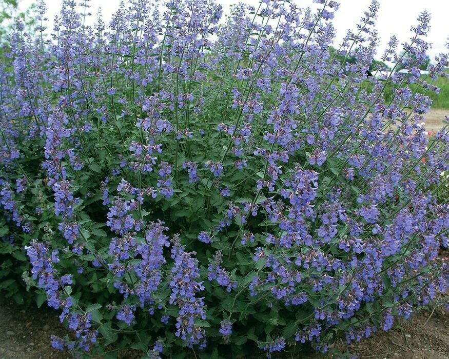 Catmint Nepeta &#39;Six Hills Giant&#39; 2 gal