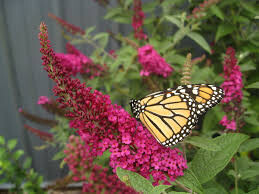 Buddleia x &#39;Miss Molly&#39; 3 Gallon