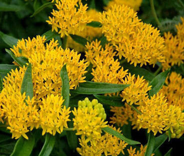 Asclepias tuberosa &#39;Hello Yellow&#39; 1 gal