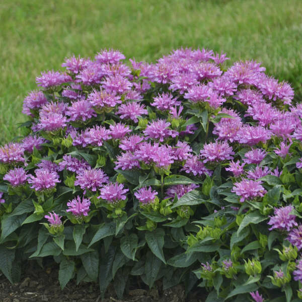 Monarda &#39;Pardon My Lavender&#39; 1 gal