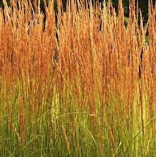 Calamagrostis arundinacea &#39;Karl Foerster&#39; 2 gal