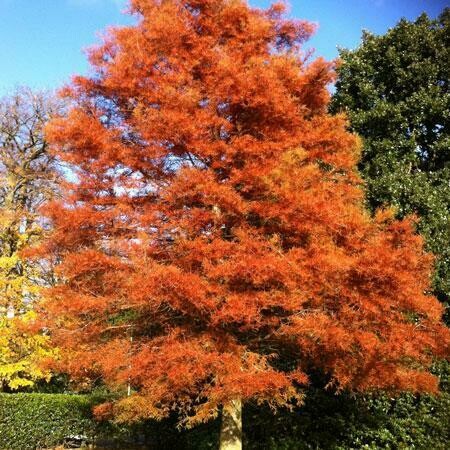 redwood dawn Metasequoia Glyptostroboides 15 gal