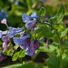 Mertensia Virginica 1 gal.