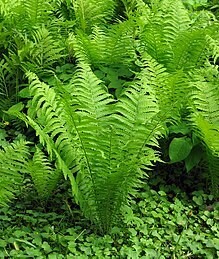 ostrich fern Matteuccia struthiopteris 2 gal