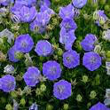 Campanula carpatica &#39;Rapido Blue&#39; 1 gal