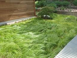 Carex Grass Pensylvanica 1 qt.