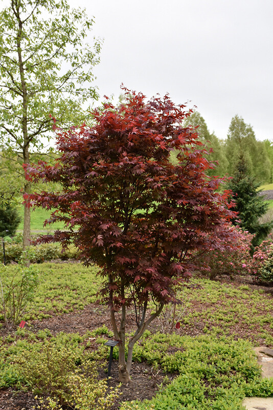 Acer palmatum &#39;Wolff&#39; 5 gal
