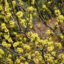 Lindera benzoin 1 gal