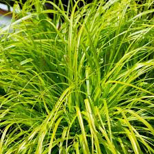Carex Grass Pensylvanica 1 qt.