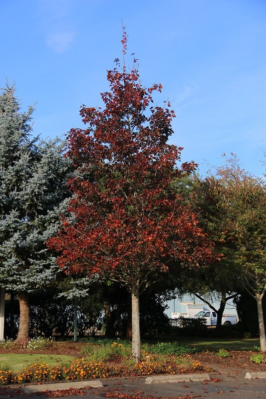 maple acer  &#39;Crimson Sunset&#39; 15 gal