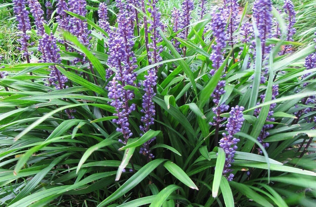 Liriope muscari &#39;Big Blue&#39; 1 gal