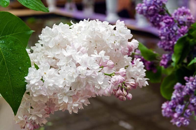lilac Syringa vulgaris &#39;Beauty of Moscow&#39; 3 gal