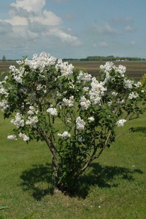 lilac Syringa vulgaris &#39;Beauty of Moscow&#39; 3 gal