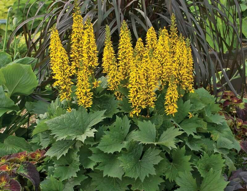 Ligularia &#39;Bottle Rocket&#39;  2 gal