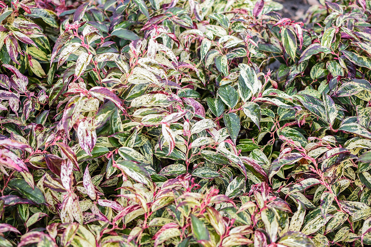 Leucothoe fontanesiana &#39;Rainbow&#39; 3 gal