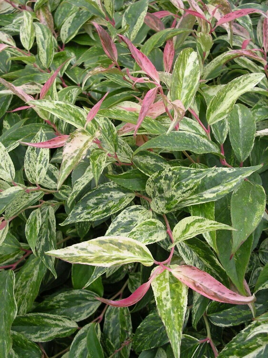 Leucothoe fontanesiana &#39;Rainbow&#39; 3 gal