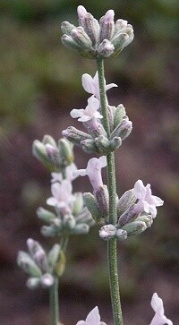 Organic Lavandula angustifolia &#39;Jean Davis&#39; 1 pt