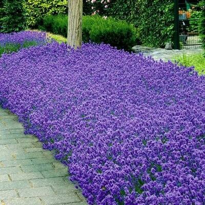 Lavandula angustifolia 'Munstead' 1 gal