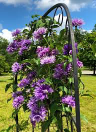 Clematis 'Diamantina' (8")