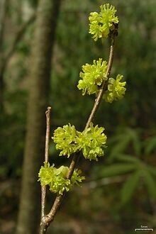 Lindera benzoin 1 gal