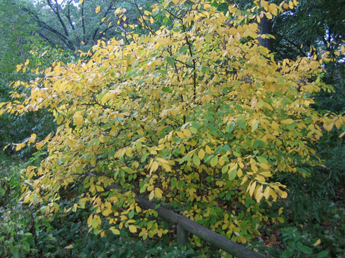 Lindera benzoin 1 gal