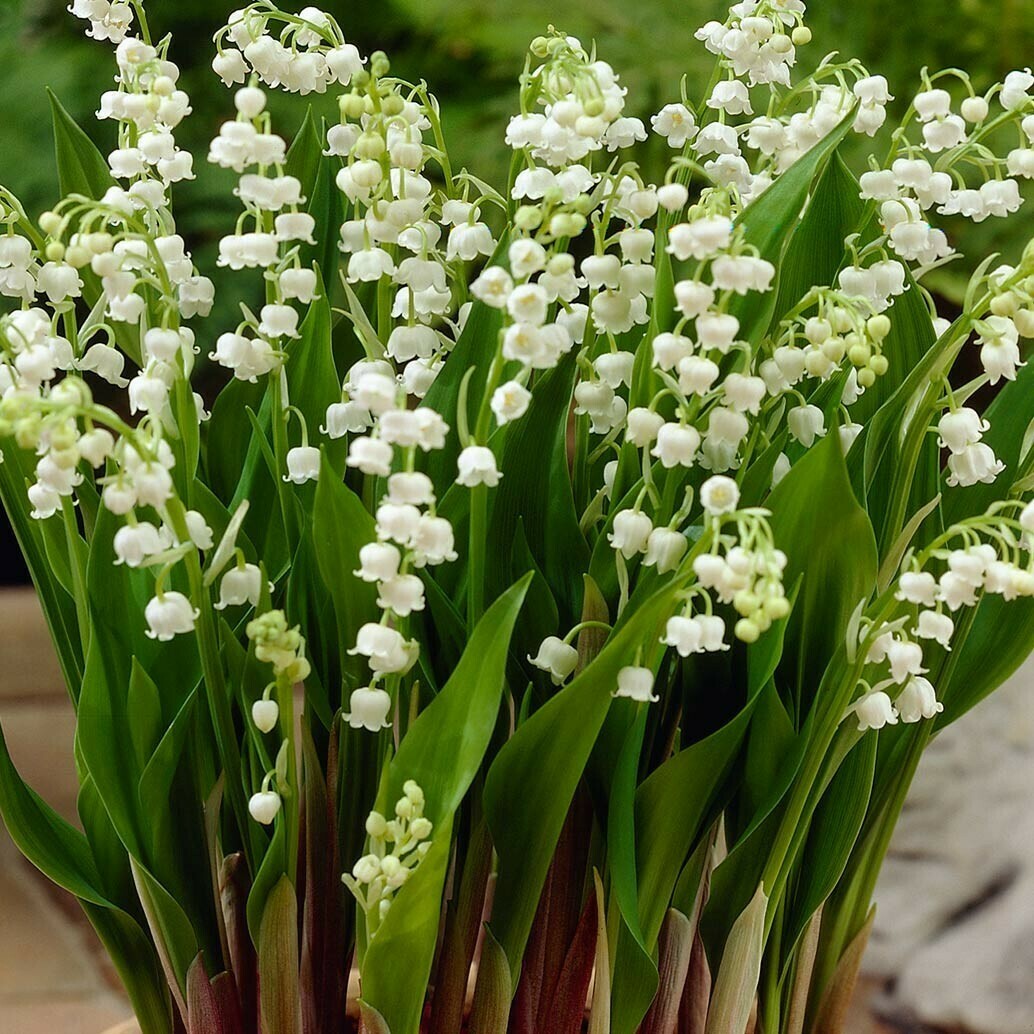 Lily of the Valley Convallaria majalis 1 gal