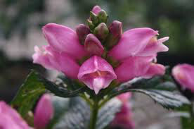 Chelone lyonii 'Hot Lips' 2 gal