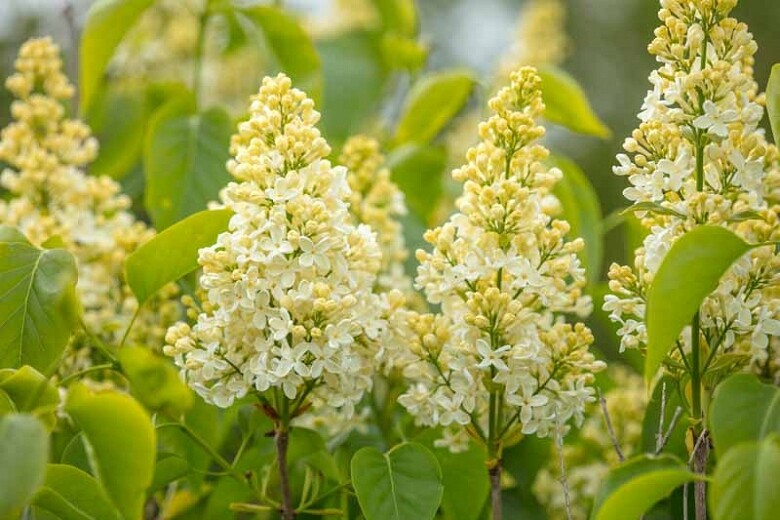 lilac Syringa vulgaris &#39;Primrose&#39; 3 gal