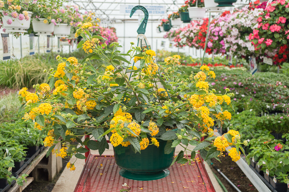 Lantana 10" Hanging Basket Assort.