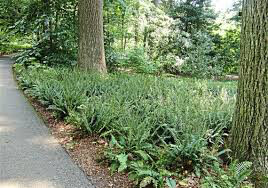 Fern Polystichum acrostichoides 2 gal