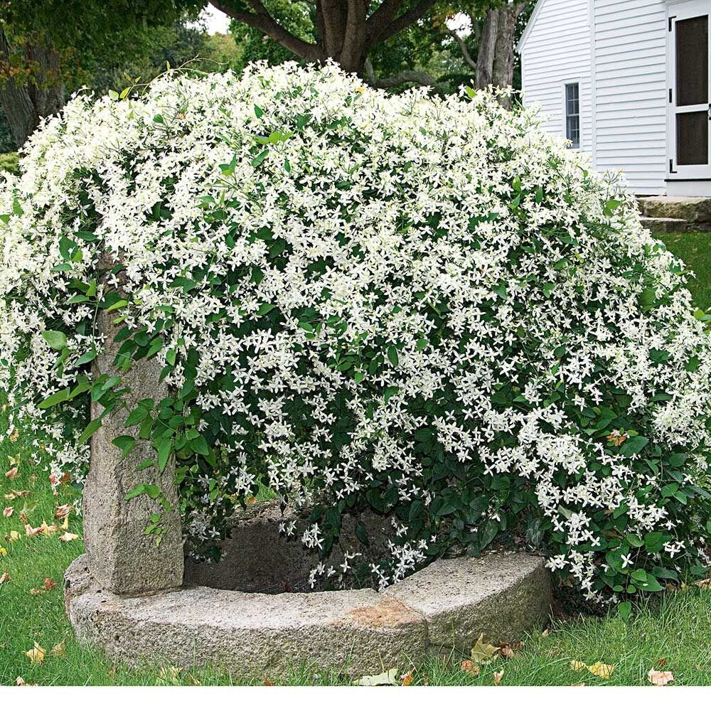 Clematis Paniculata White - 1 gal.