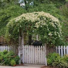 Clematis Paniculata White - 1 gal.