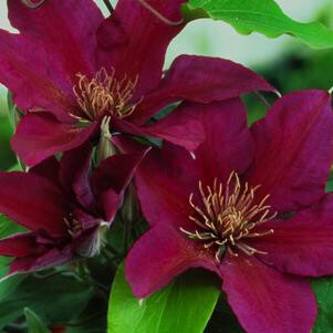 Clematis &#39;Picardy&#39; 1 gal.