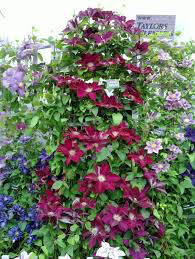 Clematis &#39;Rebecca&#39; 1 gal.