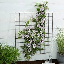 Clematis Samaritan Jo 1 gal.