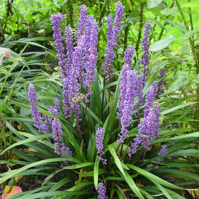 Liriope muscari &#39;Big Blue&#39; 1 gal