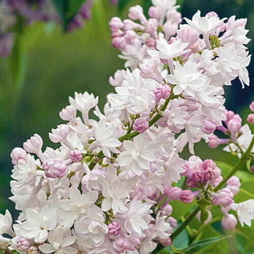 lilac Syringa vulgaris &#39;Beauty of Moscow&#39; 3 gal
