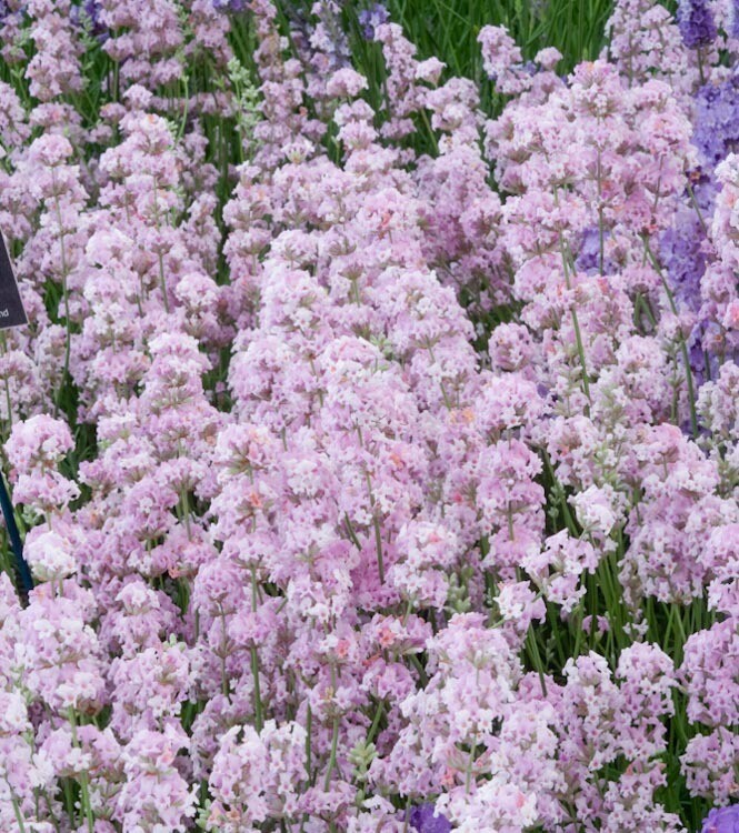 Organic Lavandula angustifolia &#39;Jean Davis&#39; 1 pt