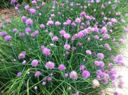 Chives Organic 1 Gallon