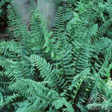 Fern Polystichum acrostichoides 2 gal