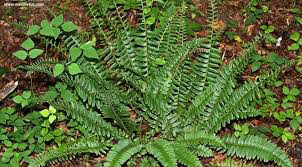 Fern Polystichum acrostichoides 2 gal