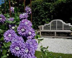 Clematis &#39;Diamantina&#39; (8&quot;)