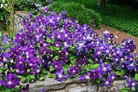 Clematis “Jackmanii” 1 gal.
