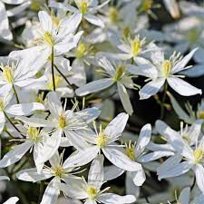 Clematis Paniculata White - 1 gal.