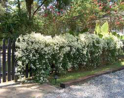 Clematis Paniculata White - 1 gal.