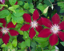 Clematis &#39;Rebecca&#39; 1 gal.