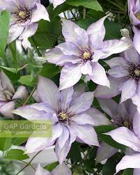 Clematis Samaritan Jo 1 gal.