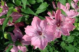 Clematis &#39;Sarah Elizabeth&#39; 1 gal.