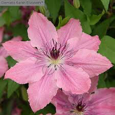 Clematis &#39;Sarah Elizabeth&#39; 1 gal.