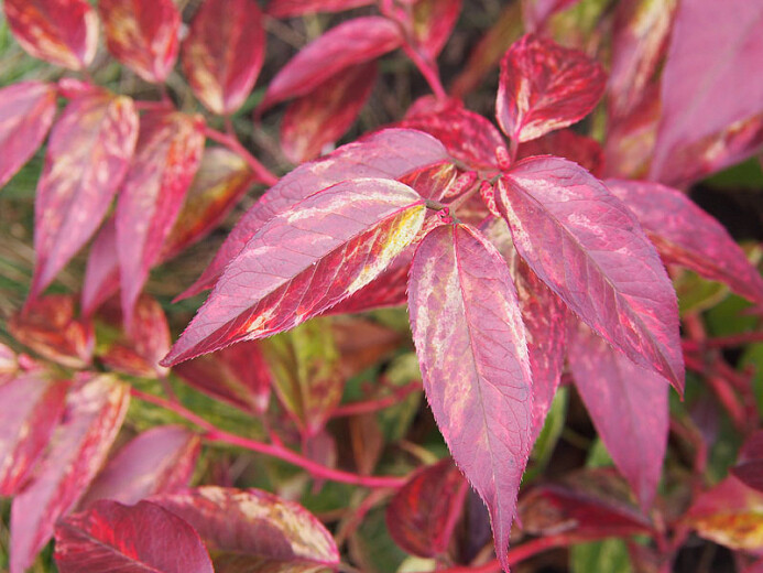 Leucothoe fontanesiana &#39;Rainbow&#39; 2 gal